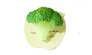 Display Faux Food Prop Life Size Broccoli Floret Magnet New