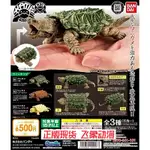 正版萬代BANDAI扭蛋生物大圖 鱷龜 烏龜 03 仿真可動模型擺件