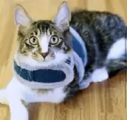 Puppia CAT Harness Blue Cali Vest Jacket by Catspia Med Large Or Best Offer