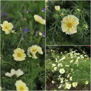 Cosmos - Sunset Yellow seeds