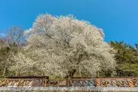 在飛比找KKday優惠-台灣雪霸農場住宿|新竹野馬瞰山森林&雪霸觀霧漫步雲端二日遊|