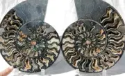 Large Black Ammonite PAIR Deep Crystal 110myo FOSSIL XXL 242mm 9.5" 1098aa