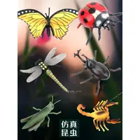 在飛比找蝦皮購物優惠-臺灣模具🥕🥕仿真昆蟲靜態模型道具七星瓢蟲甲蟲蝗蟲蜻蜓蝴蝶蝎子