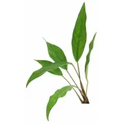 Anubias Hybrid For Fish Shrimp Snail Tank Aquarium