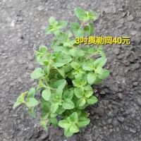 在飛比找蝦皮購物優惠-奧勒岡■香料•香草■牛至■3吋到5吋