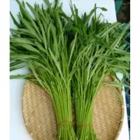 在飛比找蝦皮購物優惠-城禾農產🍃竹葉空心菜種子 「今年新籽」300克 600克 1