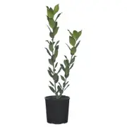 150mm Bay Tree - Laurus nobilis
