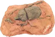 Hohopeti Paleontological Specimen Ornament Collection for Science Teaching Lightweight Portable Decor for Home Use Present Choice