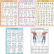SPORTAXIS 5 Pack Laminated Workout Posters for Home Without Equipment Color Illustrations Bodyweight Basic Building Exercises Yoga Abs Training for Men and Women 18x27 Inches