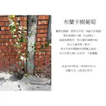 心栽花坊-布蘭卡樹葡萄/樹葡萄品種/嫁接苗/水果苗/售價700特價600