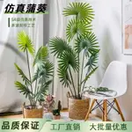 大型盆景裝飾客廳落地散尾葵假樹假綠植盆栽仿真綠植擺件仿真蒲葵