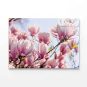 Magnolia Tree Pink Blossom Print 100% Australian Made 150 x 100cm (Acrylic)