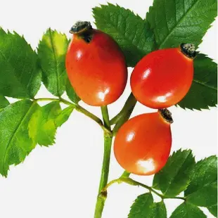 *日本三基 MIKI寶而喜(顆粒) 玫瑰果的珍品 含維生素C+鈣C 健康雙C 松柏代理 公司貨 C錠/西錠🎉親節快樂🎉