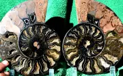 Large Black Ammonite Pair Nice Crystals XLarge 6.8" 110myo fossil 173mm a3730pp
