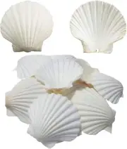 6PCS Scallop Shells for Serving ,Baking Shells Large Natural White Scallops from