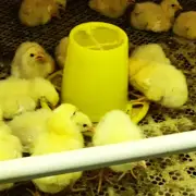 Poultry Chick Feeder Durable Food Container Bantam Feed Quail Hen Chicken