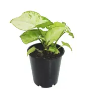 70mm Syngonium Lemon and Lime - Syngonium podophyllum