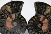 9660 RARE 1in100 BLACK Ammonite PAIR Deep Crystals 110myo FOSSIL LRG 130mm 5.2"
