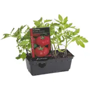 Tomato Burnley Bounty Punnet - Lycopersicon esculentum