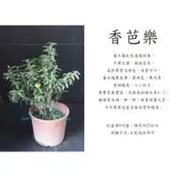 在飛比找蝦皮購物優惠-心栽花坊-香芭樂/迷你芭樂/一口芭樂/6吋盆/芭樂/水果苗/