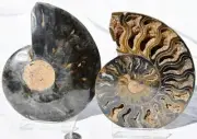 Large Black Ammonite PAIR Deep Crystals 110myo Dino age FOSSIL 134mm 5.3" 9578bb