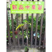 在飛比找蝦皮購物優惠-台灣土橄欖苗(約120公分左右) 橄欖苗 土橄欖 水果苗 批