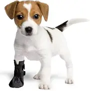Wound Recovery Boot Dogs. Protects Heals Paw. Made from Softshell, Waterproof Breathable Material. Recommended Vets. (X-Large, Blue)