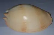 270 mm GREAT PATTERN Melo Amphora Volute Seashell #AB4 From Labuan Bajo