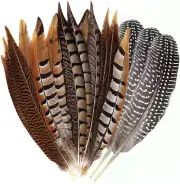 Flying Feathers Natural Pheasant Feathers 4 Style 15-20Cm 12Pcs Natural Feathers