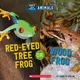 Hot and Cold Animals: Red-Eyed Tree Frog / Scholastic出版社旗艦店