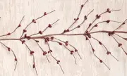 Rustic Country Wispy Burgundy Pip 5 ft Garland