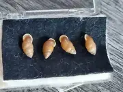 #DD100 Lot of 4 Pupenella Funator Pilsbry, Japan, approx 11mm land snail shells