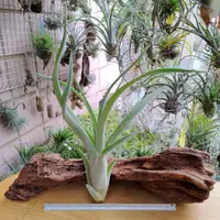 在飛比找蝦皮購物優惠-空氣鳳梨 Tillandsia caput-medusae 