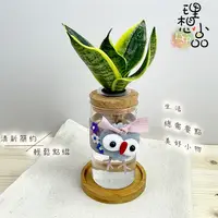 在飛比找蝦皮購物優惠-【理想小品】虎紋金邊虎尾蘭【現貨】水耕盆栽 玻璃圓柱瓶 無土