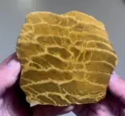 RARE PENTOXYLON Petrified Wood! QUENSLAND AUSTRALIA! Rare collector piece! Pw255