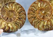 Large Ammonite Pair Great Crystal Cavity 110myo Fossil 204mm XXLG 8.1" 4302bb