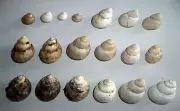 Endemic snails from Scutari Lake in Albania. Valvatidae Valvata freshwater Shell