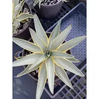 在飛比找蝦皮購物優惠-銀河旅人 龍舌蘭 agaves