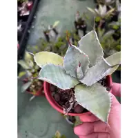 在飛比找蝦皮購物優惠-【屋頂叢林】agave potatorum var. ver