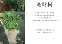 在飛比找Yahoo奇摩拍賣-7-11運費0元優惠優惠-心栽花坊-海南菜豆樹/進財樹/8吋盆/綠化植物/室內植物/觀