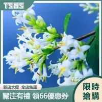 在飛比找蝦皮購物優惠-【TSGS】新采桂花種子 八月桂沉香桂四季桂金桂花樹種子四季