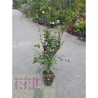 在飛比找蝦皮購物優惠-花花世界_季節水果苗**四季樹葡萄**-嘉寶果/3吋盆/高2