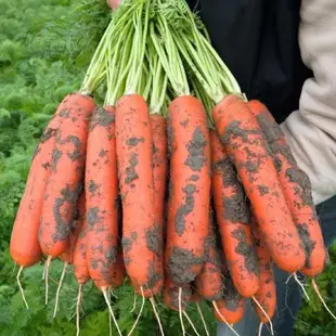 🥕各種蘿蔔種子 迷你蘿蔔滿堂紅心裡美手指櫻桃胡蘿蔔拇指水果蘿蔔種子四季耐熱耐高溫甜脆多汁蔬菜種子