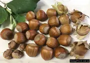 Buy Hazelnut Ennis Grafted Nut Trees (Corylus avellana)