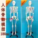 【最低價】【公司貨】85cm170cm人體骨骼模型教學正骨醫用美術全身脊椎模型可拆卸小白