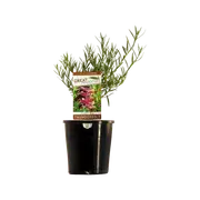 140mm Eremophila Thunderbolt - Eremophila alternifolia X E. Maculata
