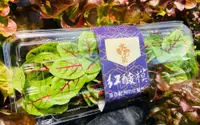 在飛比找奧丁丁巿集優惠-『水野菜-紅酸模』無農藥水耕蔬菜