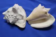 MILK CONCH, White Seashells, Shelf Display, Bath Decor, collectible SS-437