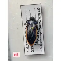 在飛比找蝦皮購物優惠-澳洲🇦🇺 Castiarina semicincta少流通C