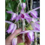 【蘭蕨雨林】DEN. ANOSMUM "A TOUCH OF CLASS"，潑墨檀香瀑布蘭，上板可營造瀑布花牆，很香。